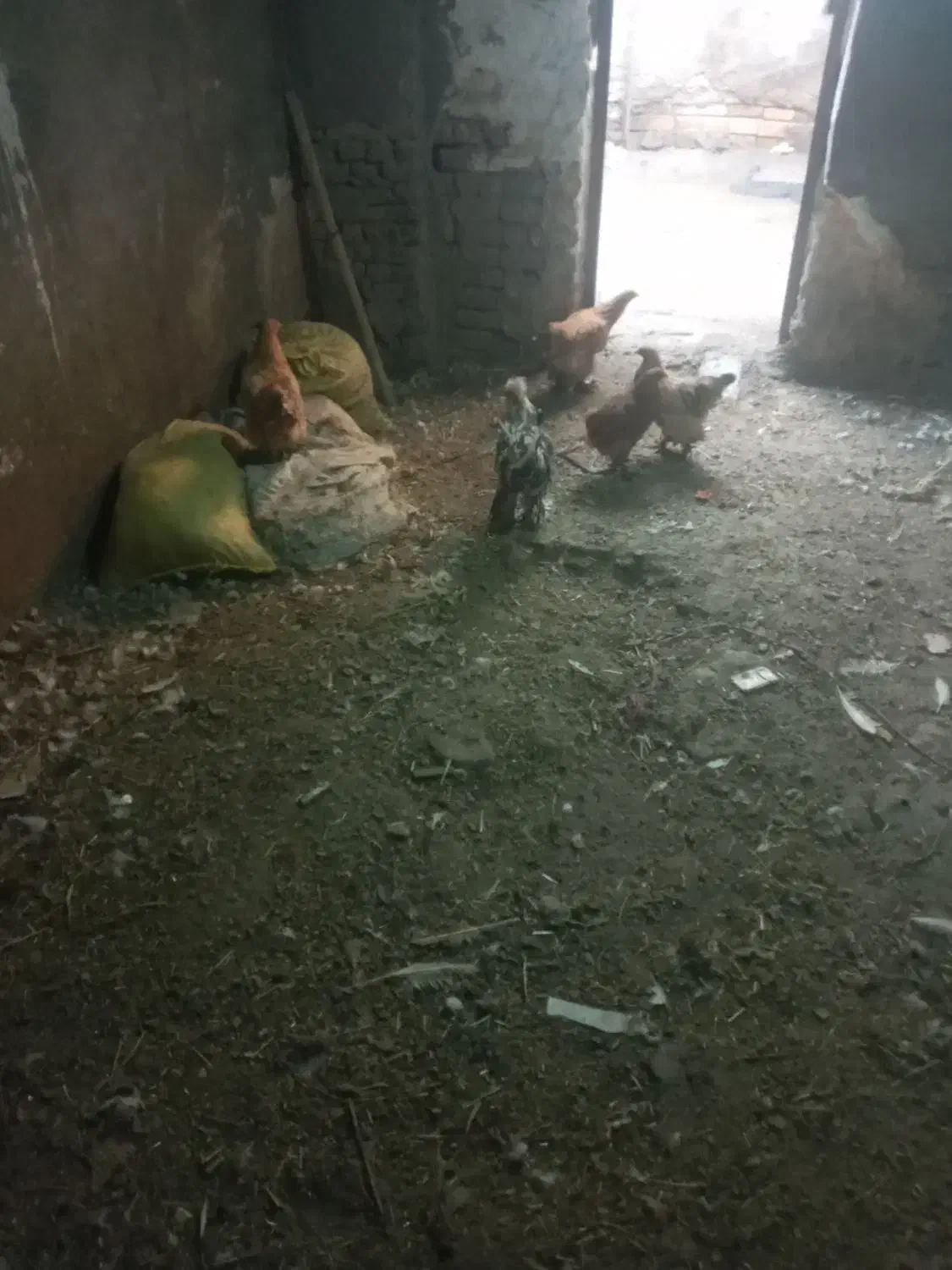 مرغ برهماوغوغاز|حیوانات مزرعه|بروجرد, |دیوار