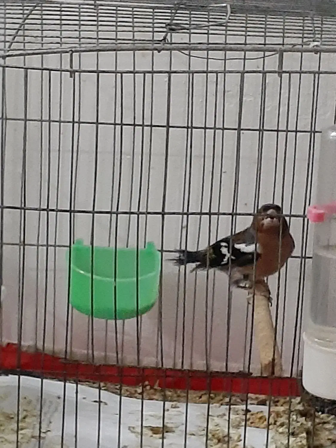 سهره وجوجه مینا|پرنده|قم, پردیسان|دیوار