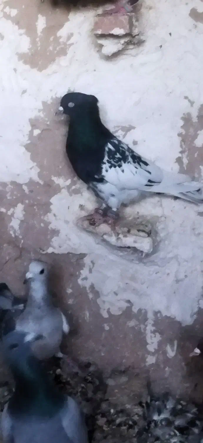 پرنده|پرنده|درمیان, |دیوار