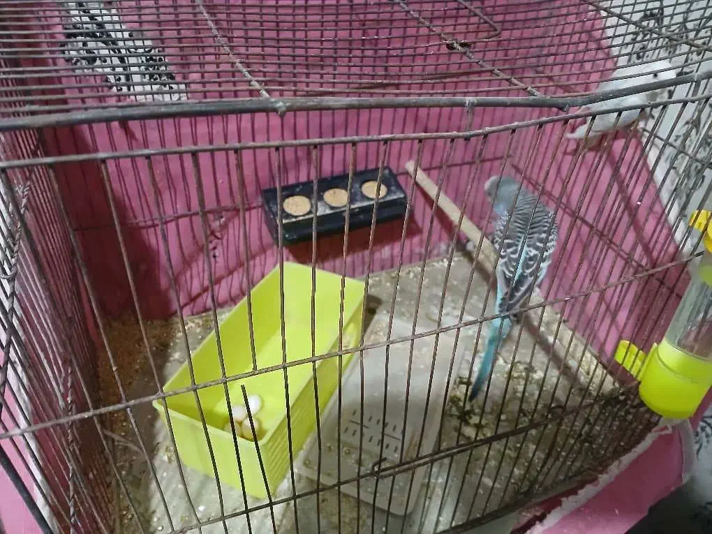 پرنده مرغ عشق|پرنده|خمینیشهر, |دیوار