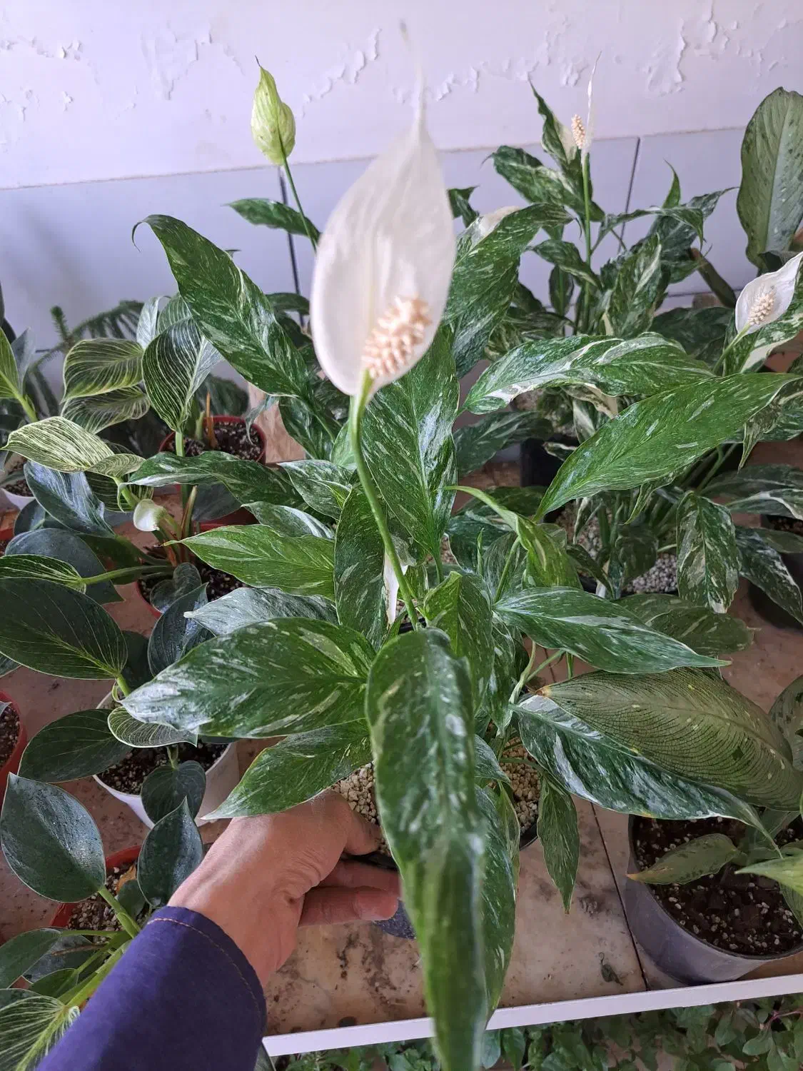 گل آپارتمانی با قیمت مناسب|گل و گیاه طبیعی|بیرجند, |دیوار