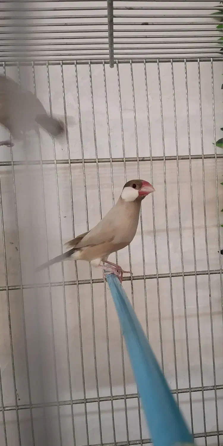 فنچ نرگسی شکلاتی/کینگ/عروس هلندی|پرنده|بهار, |دیوار