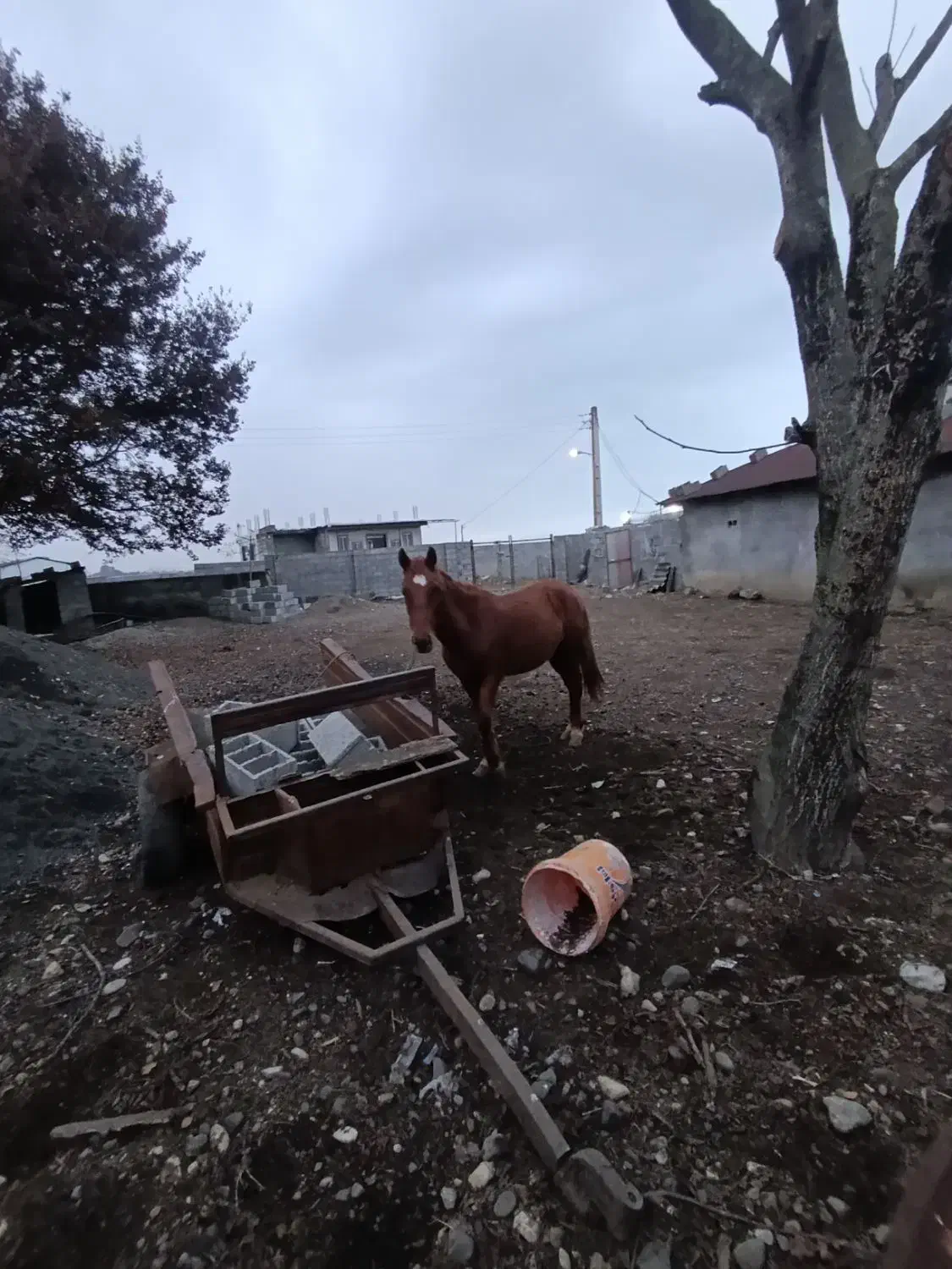 نریان|اسب و تجهیزات اسبسواری|اسالم, |دیوار