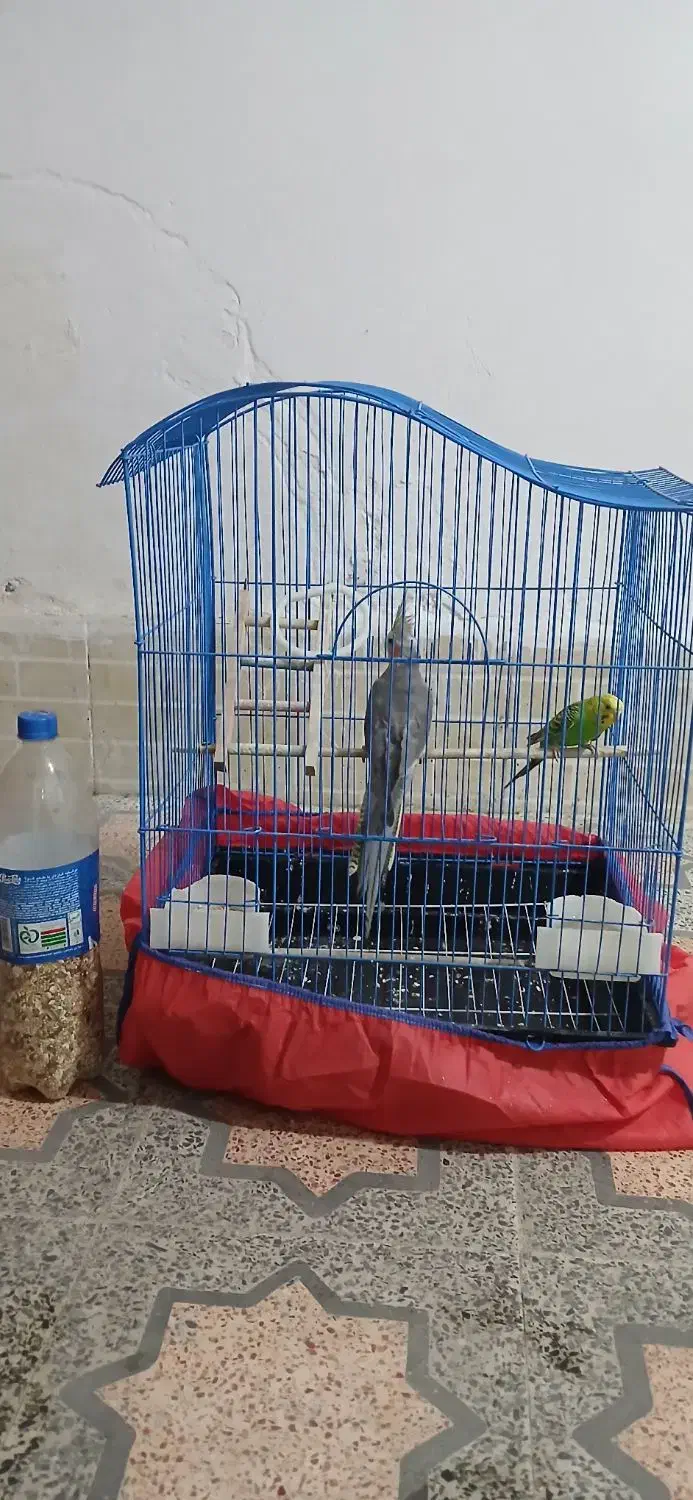 ariahesam|پرنده|گرگان, |دیوار