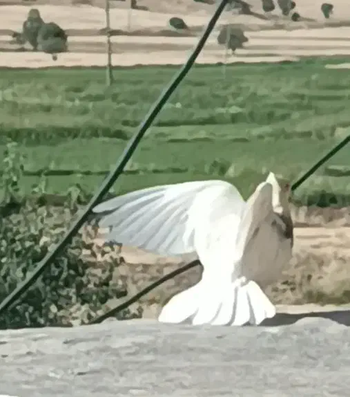 کبوتر طوقی|پرنده|مریوان, |دیوار