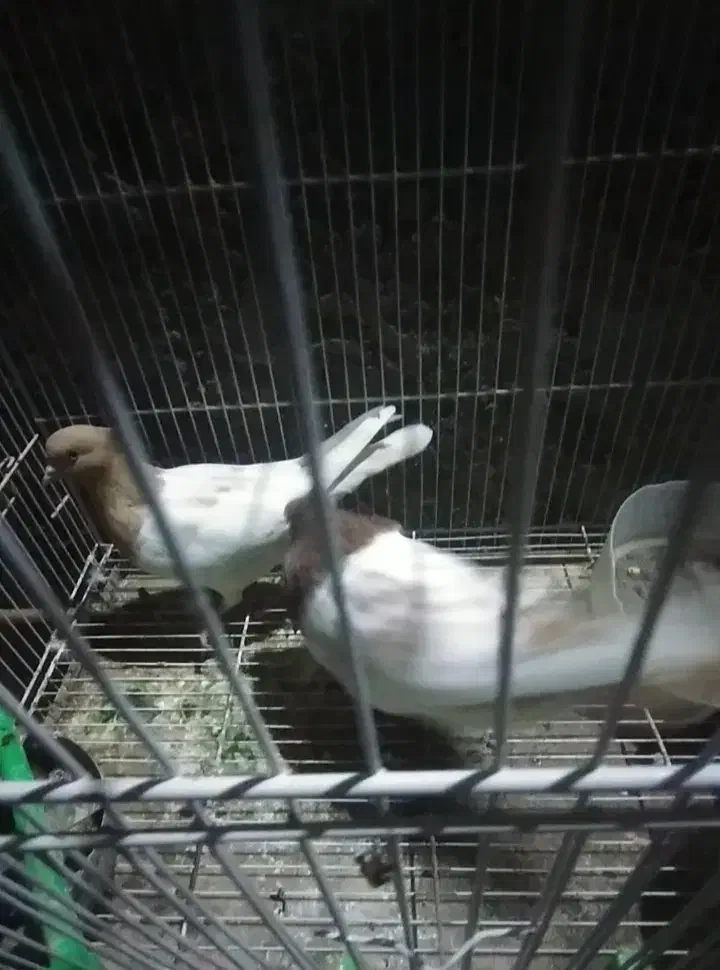 کفتر  کله  نر ماده|پرنده|گلبهار, شهر جدید گلبهار|دیوار