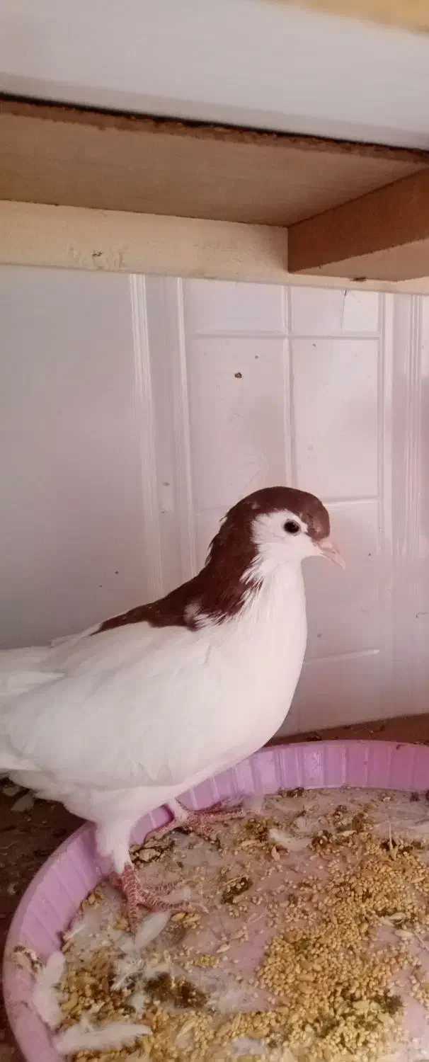 کفتر خوش رنگ|پرنده|سبزوار, قاضی زاد|دیوار