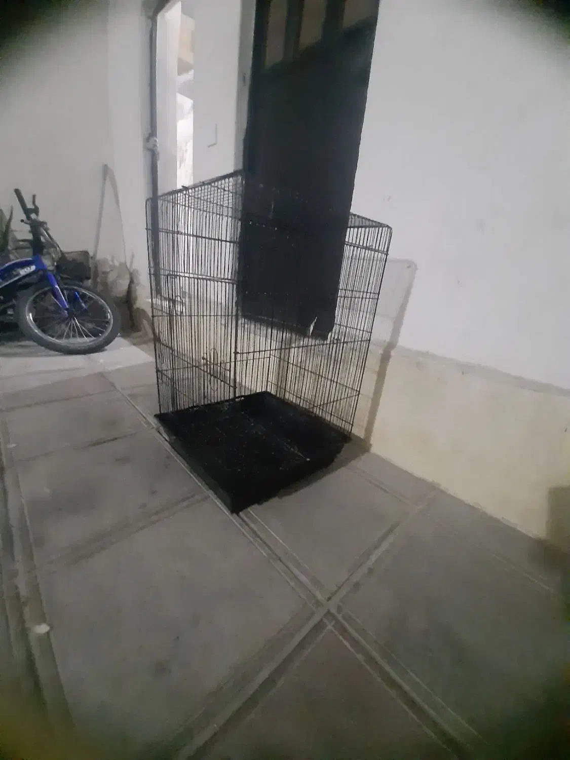 قفس کاسکو،وعروس هلندی|لوازم جانبی حیوانات|گرگان, |دیوار