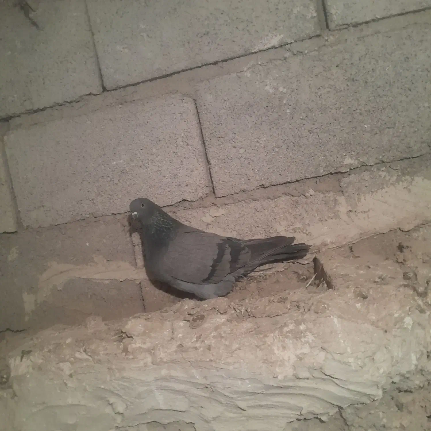 دوتا ماده|پرنده|شوط, |دیوار