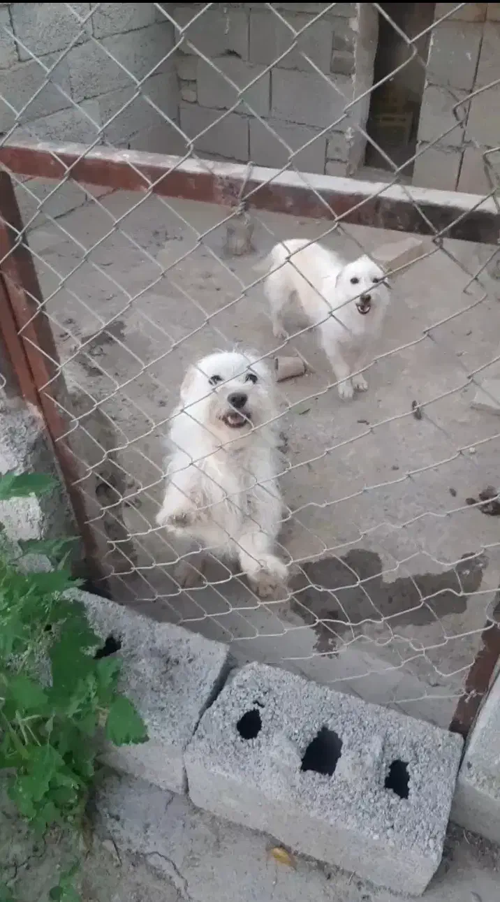 سگ دزدیده شدن از باغ طرف امام زاده اسلاملو|حیوانات|ارومیه, |دیوار