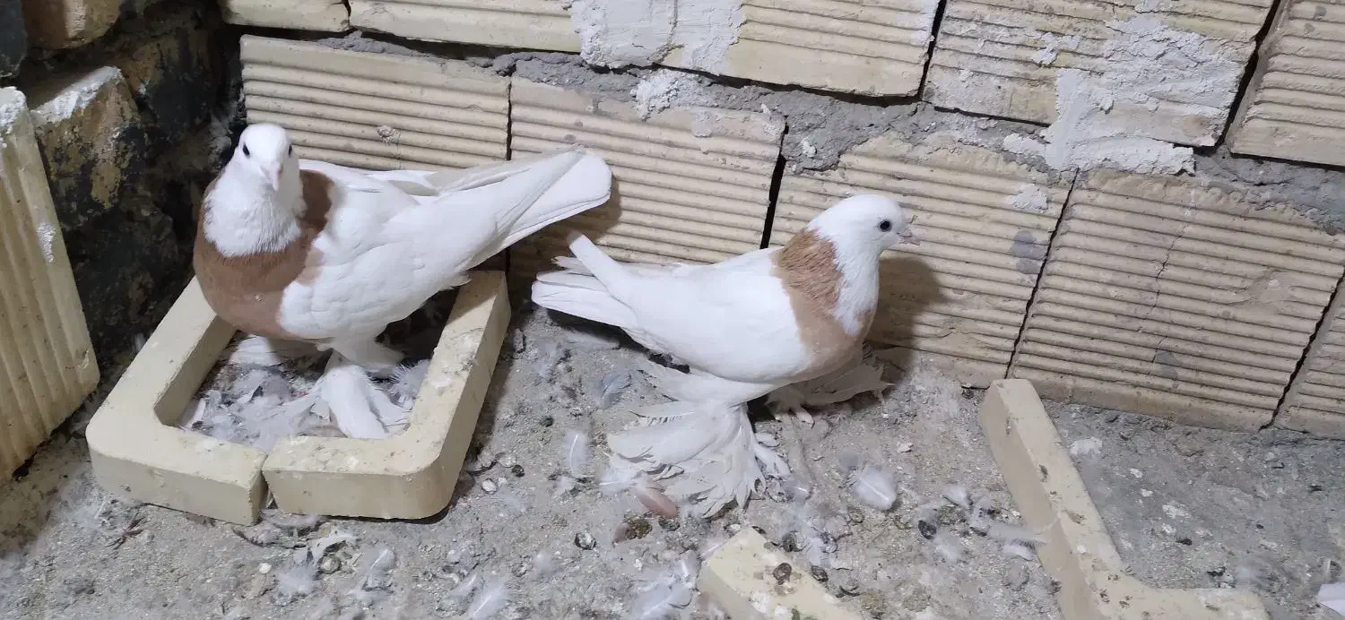 کبوتر طوقی|پرنده|خوانسار, |دیوار