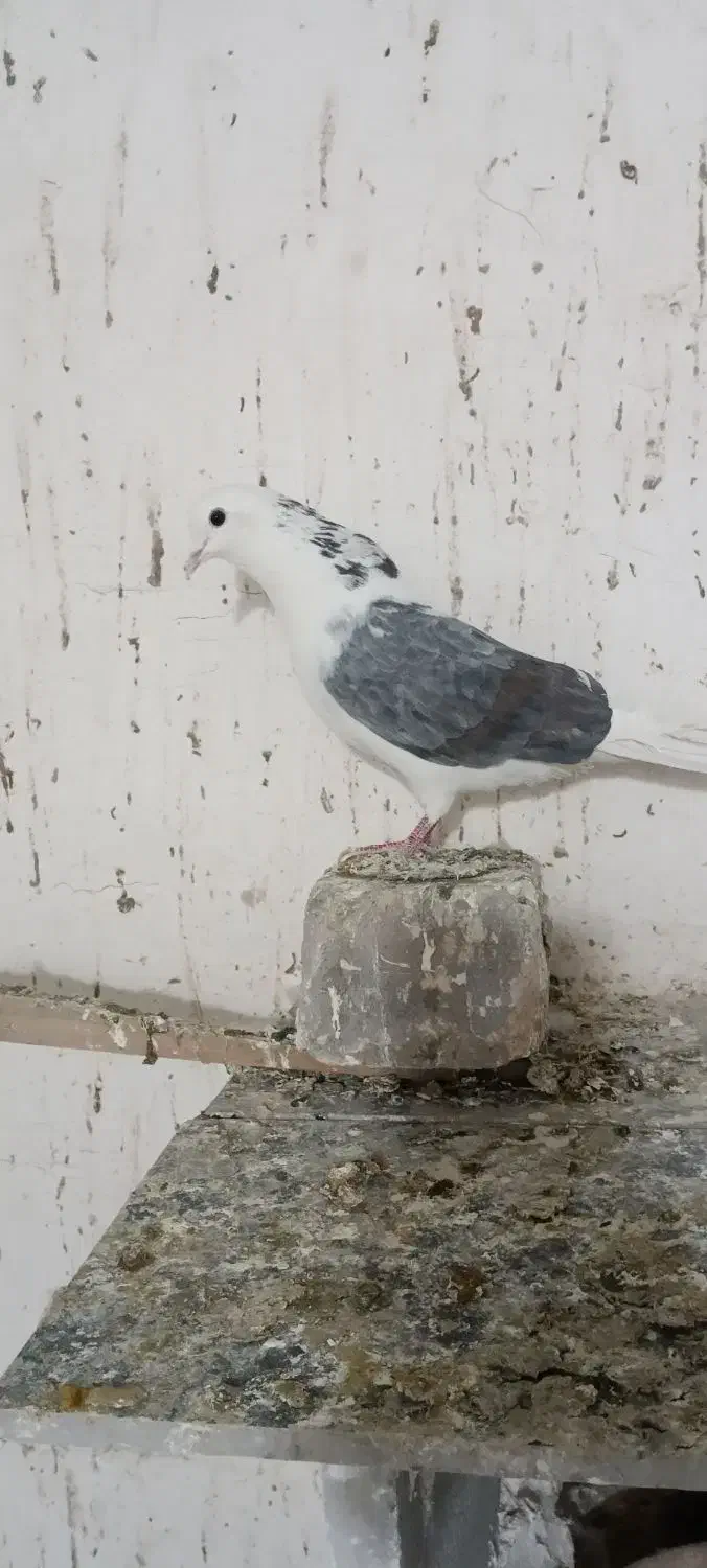 کفتر|پرنده|قم, ولیعصر|دیوار