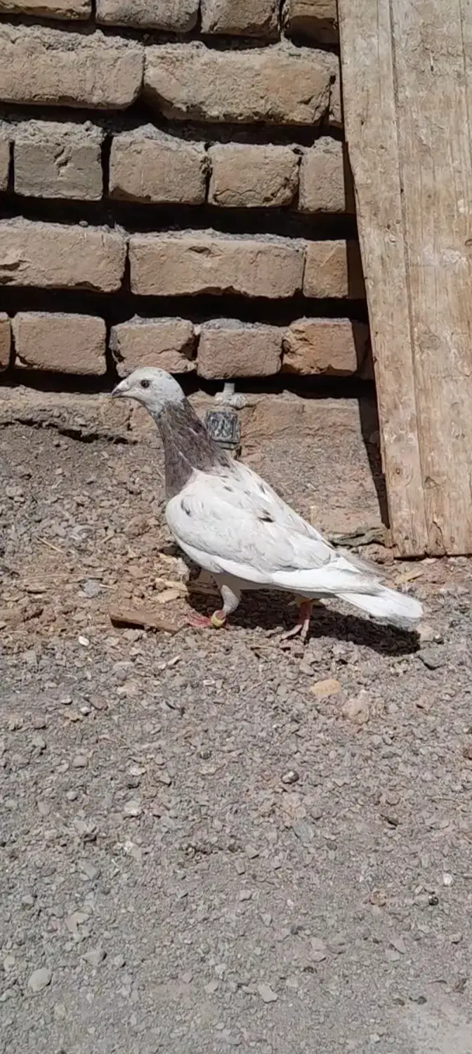 ماده کله هما|پرنده|تربتحیدریه, کلاته توکلی|دیوار