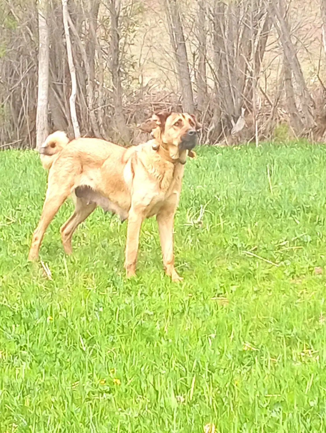 ماده سرابی نسل دار|سگ|خلخال, |دیوار