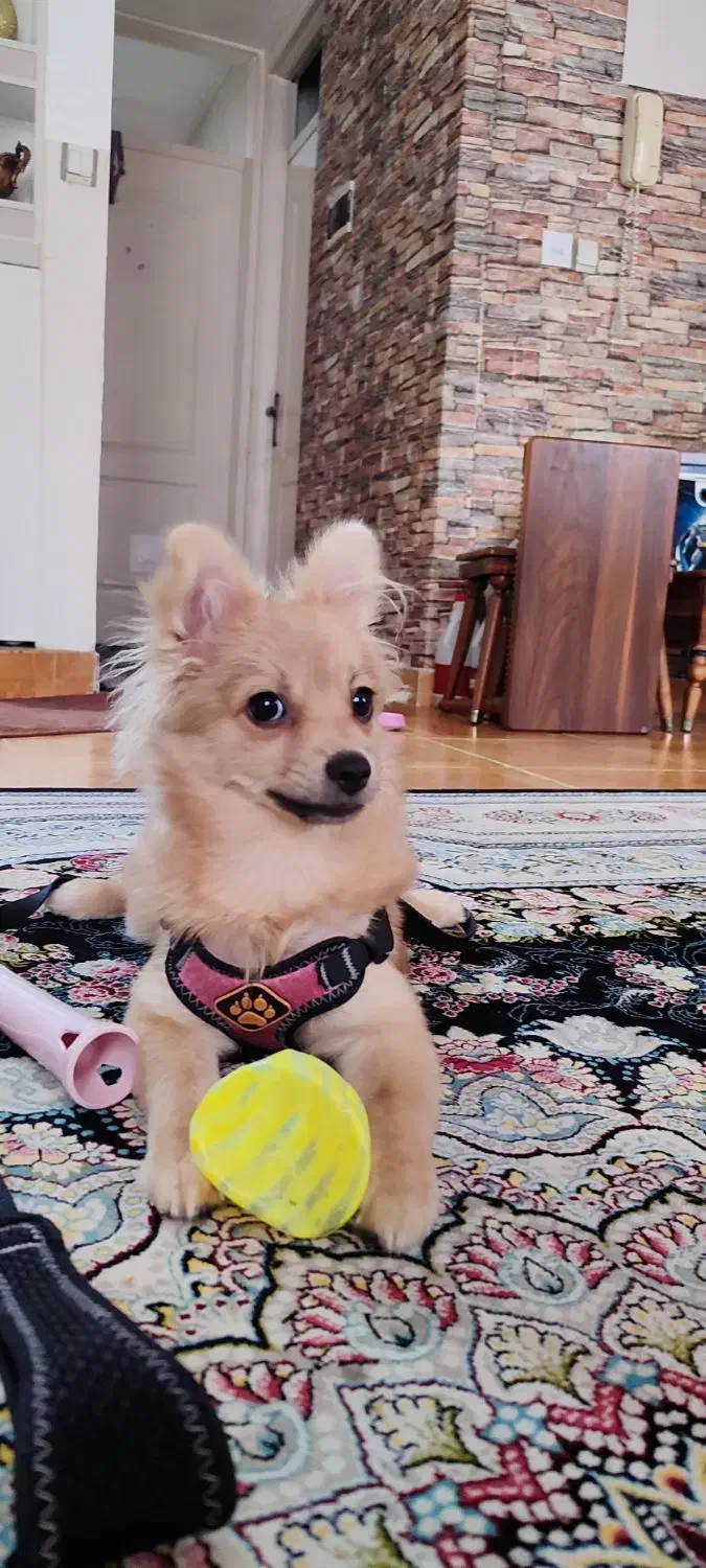 سگ پامر|سگ|فردیس, شهرک ارم|دیوار