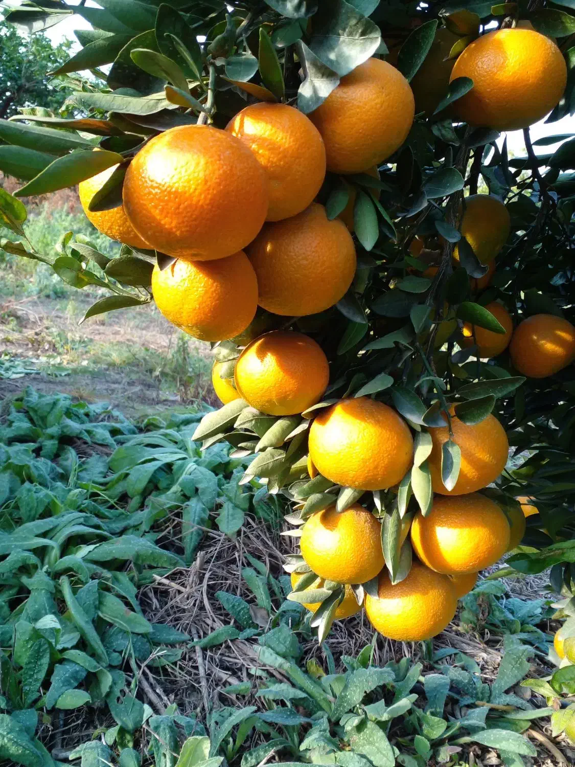 نهال نارنگی تابستونه|خدمات باغبانی و درختکاری|ساری, |دیوار