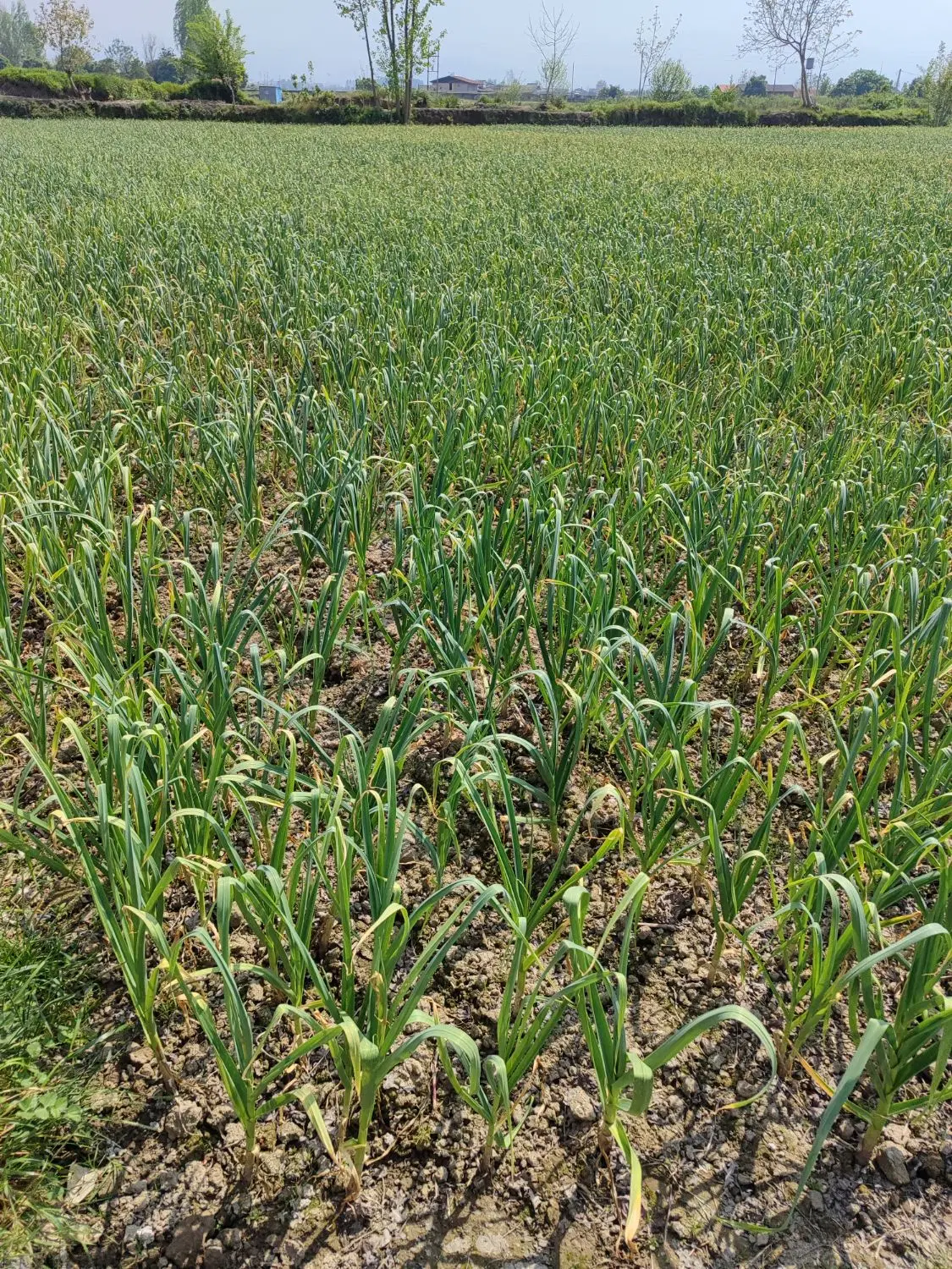 سیر درجه یک ‌|عمده‌فروشی|آمل, |دیوار