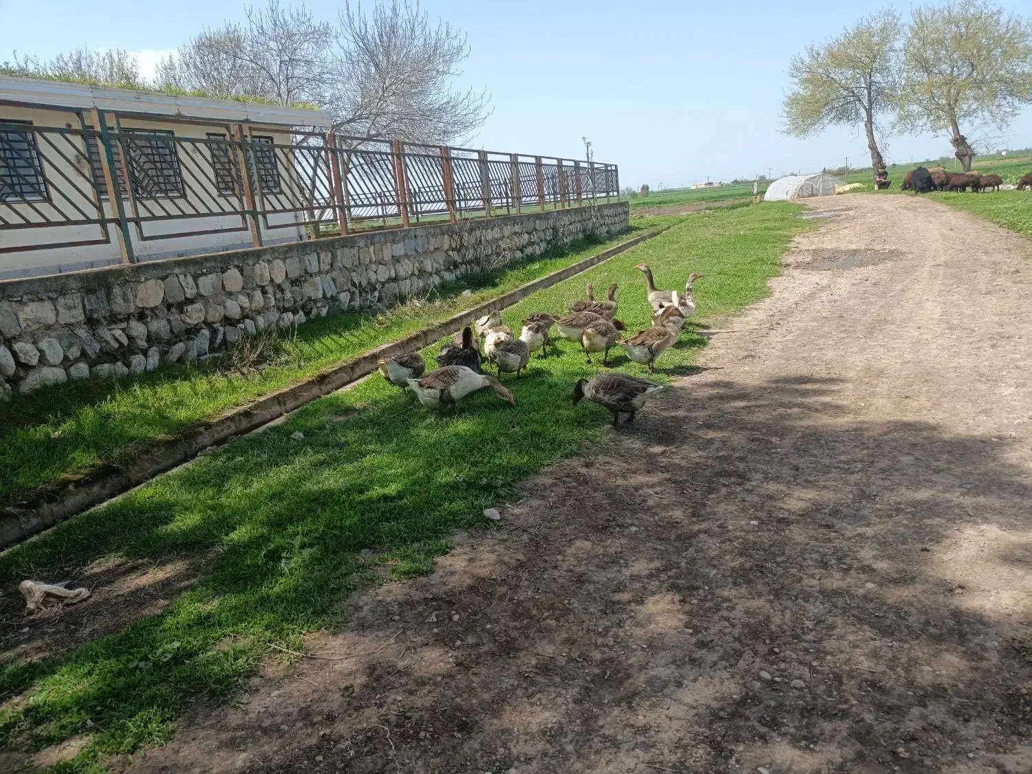 غاز|حیوانات مزرعه|کلاله, |دیوار