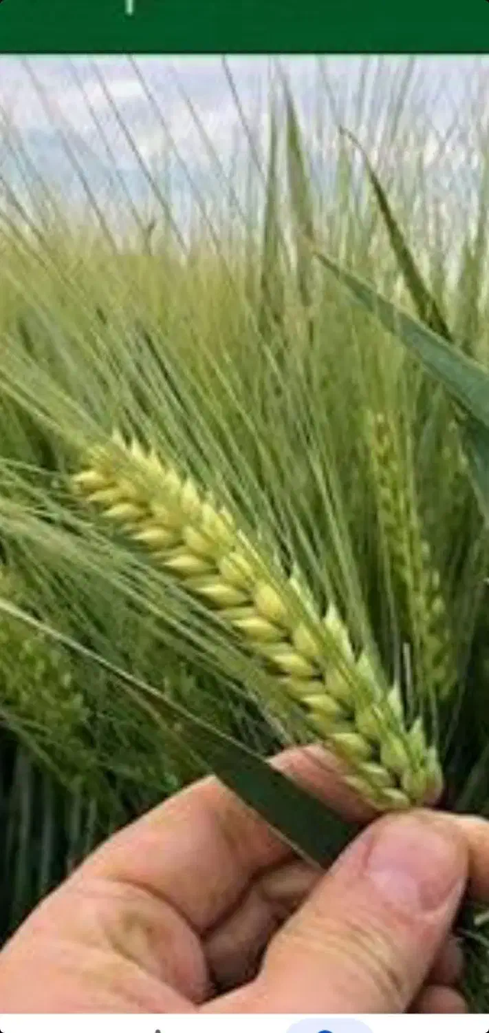 ۶تن گندم ابی سالار رقم مادربوجاری شده۲۶۰۰۰|خدمات باغبانی و درختکاری|زنجانرود, |دیوار