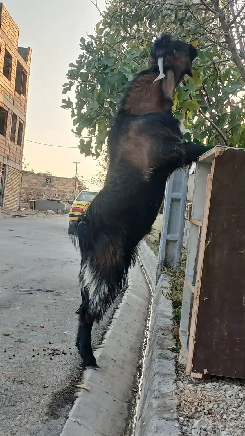 بزنر برای نگهداری نسل کشی عالی|حیوانات مزرعه|بجنورد, |دیوار