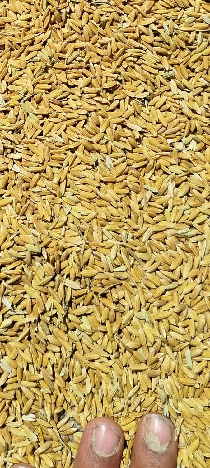 کری چلتوک لنجان عطر بو عالی  بهترین کفیت پرمغز|خوردنی و آشامیدنی|لنجان, |دیوار