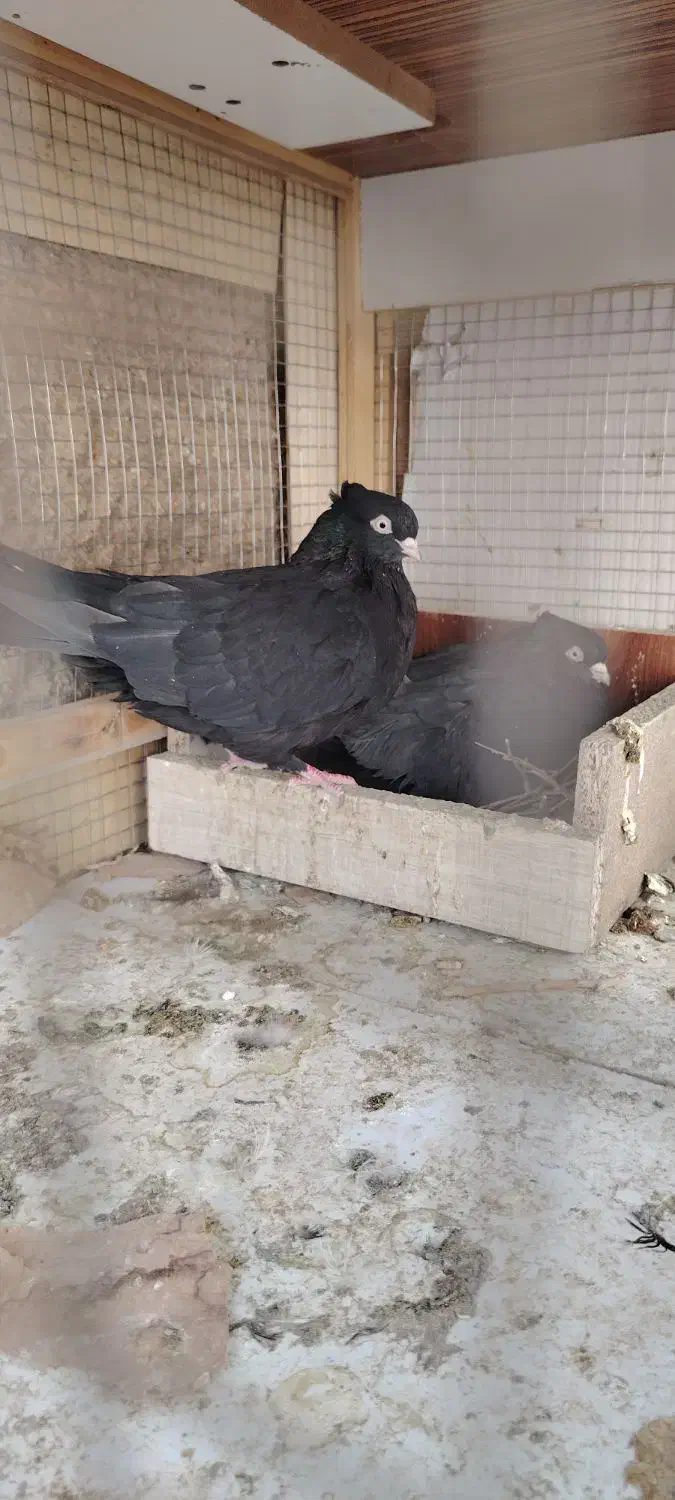 جفت زاغ عروسک|پرنده|خمینیشهر, |دیوار