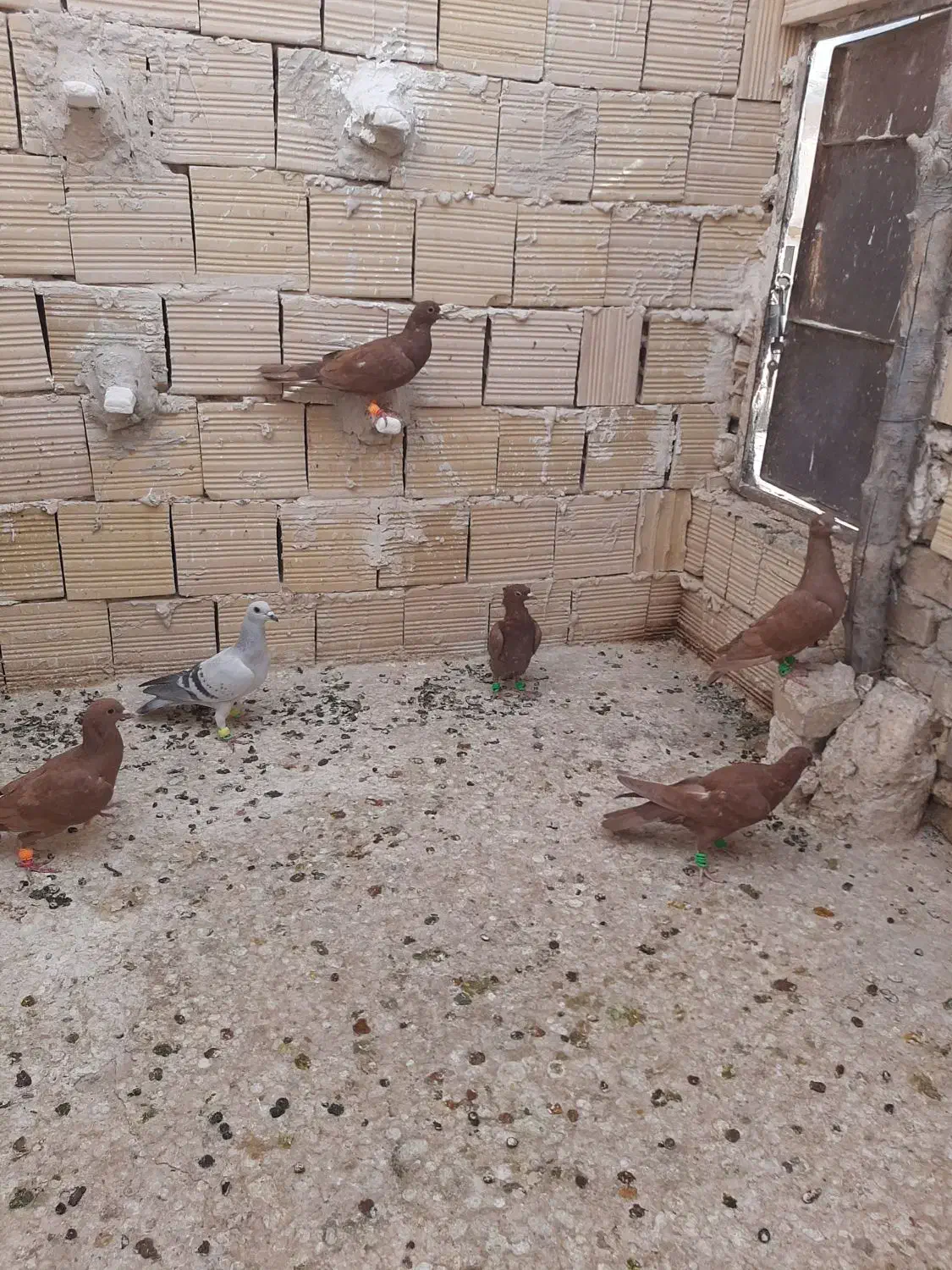 کبوتر|پرنده|کاشمر, |دیوار