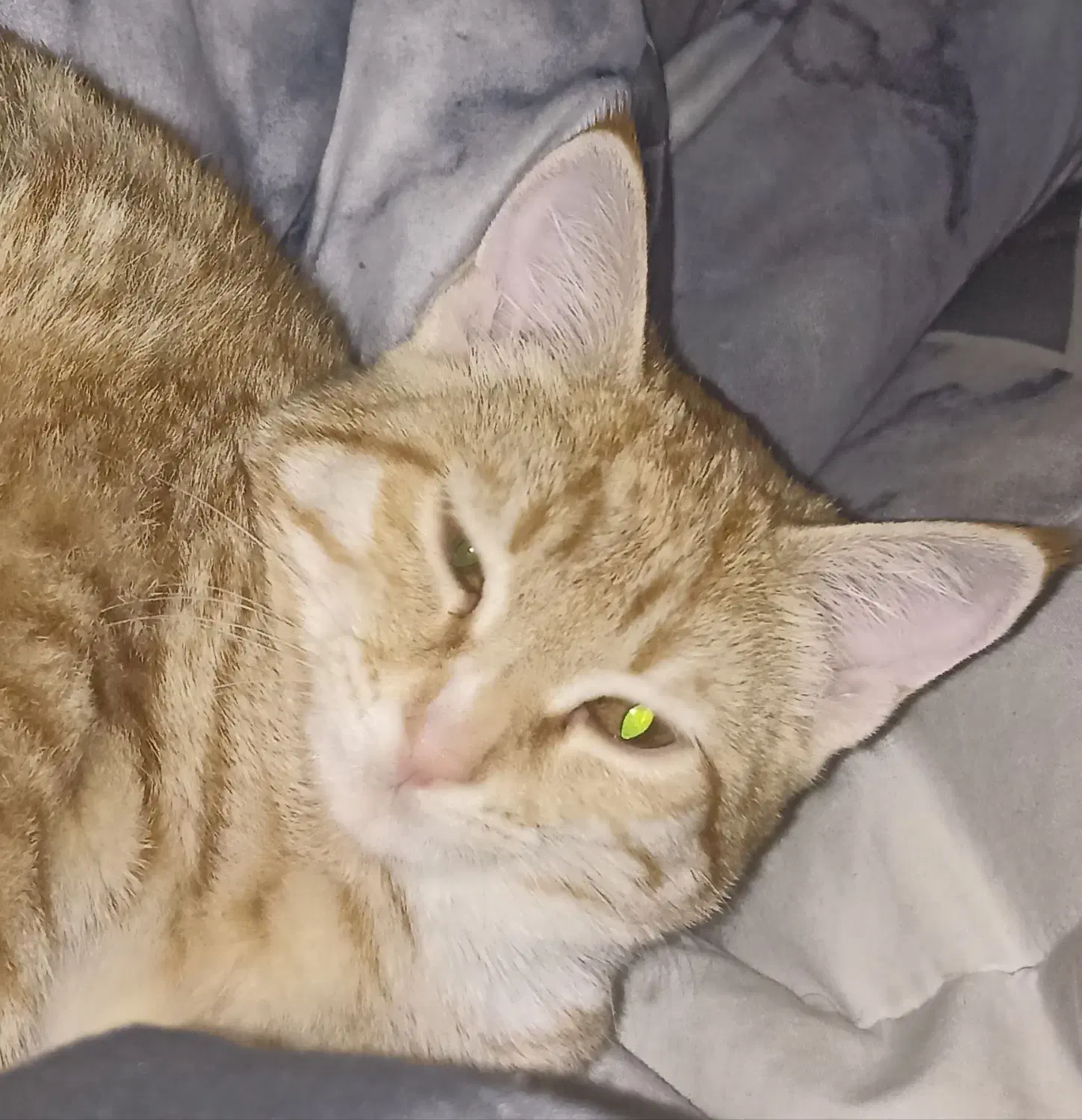 واگذاری گربه فوری|گربه|مهدی شهر, |دیوار