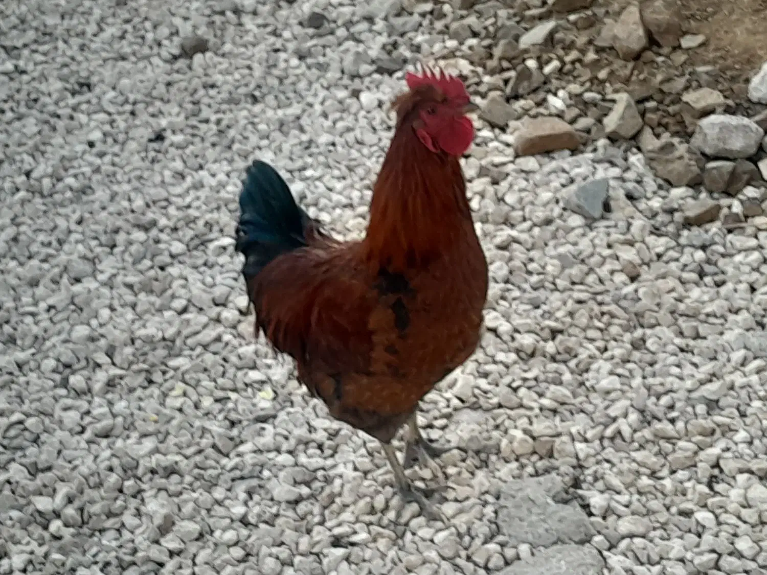 خروس|حیوانات مزرعه|قیدار, |دیوار