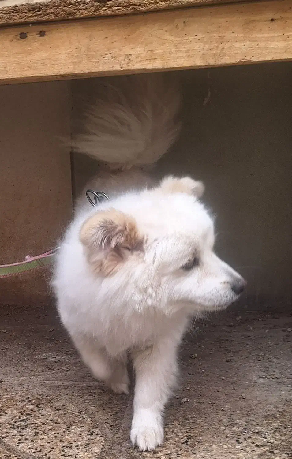 سگ پامر ، سگ پامر روباهی ، سگ ، سگ خونگی|سگ|تهران, قیطریه|دیوار