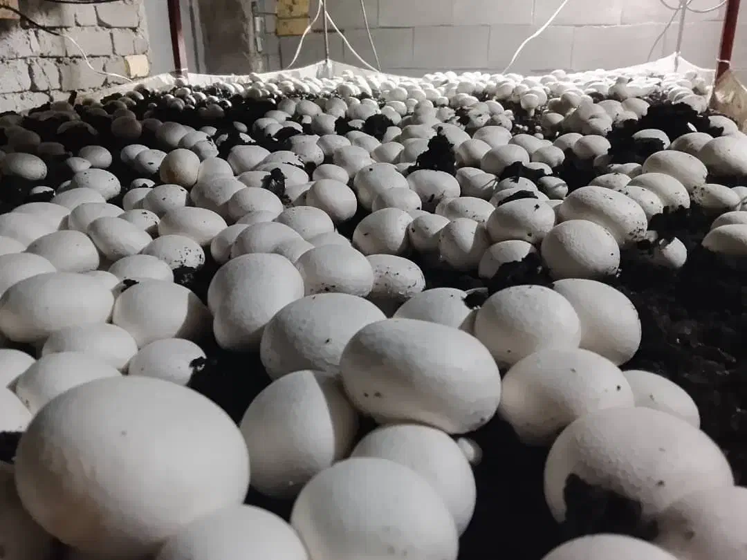 قارچ دکمه ای درجه یک|خوردنی و آشامیدنی|شیراز, شهرک صدا و سیما|دیوار