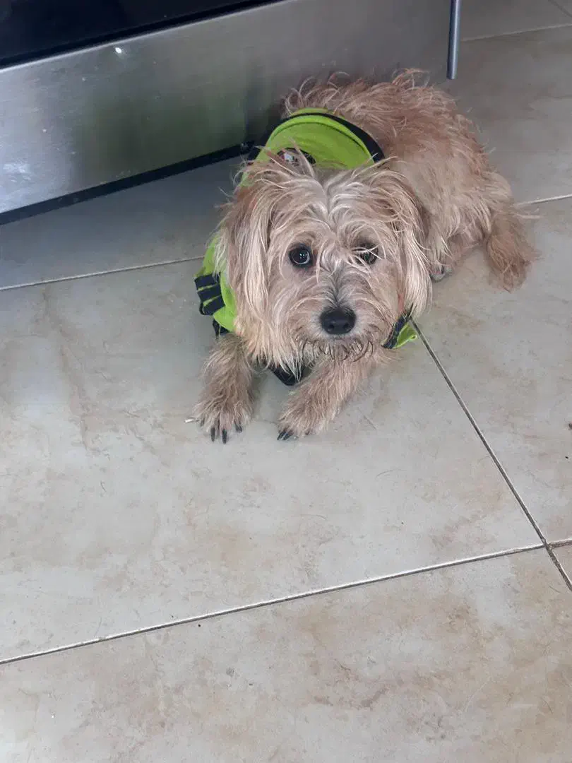 سگ شیتزو|سگ|رباط‌کریم, رباط‌کریم|دیوار