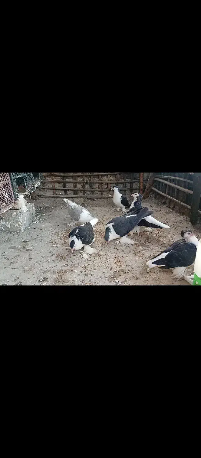 کبوتر لاهوری|پرنده|نیک شهر, |دیوار