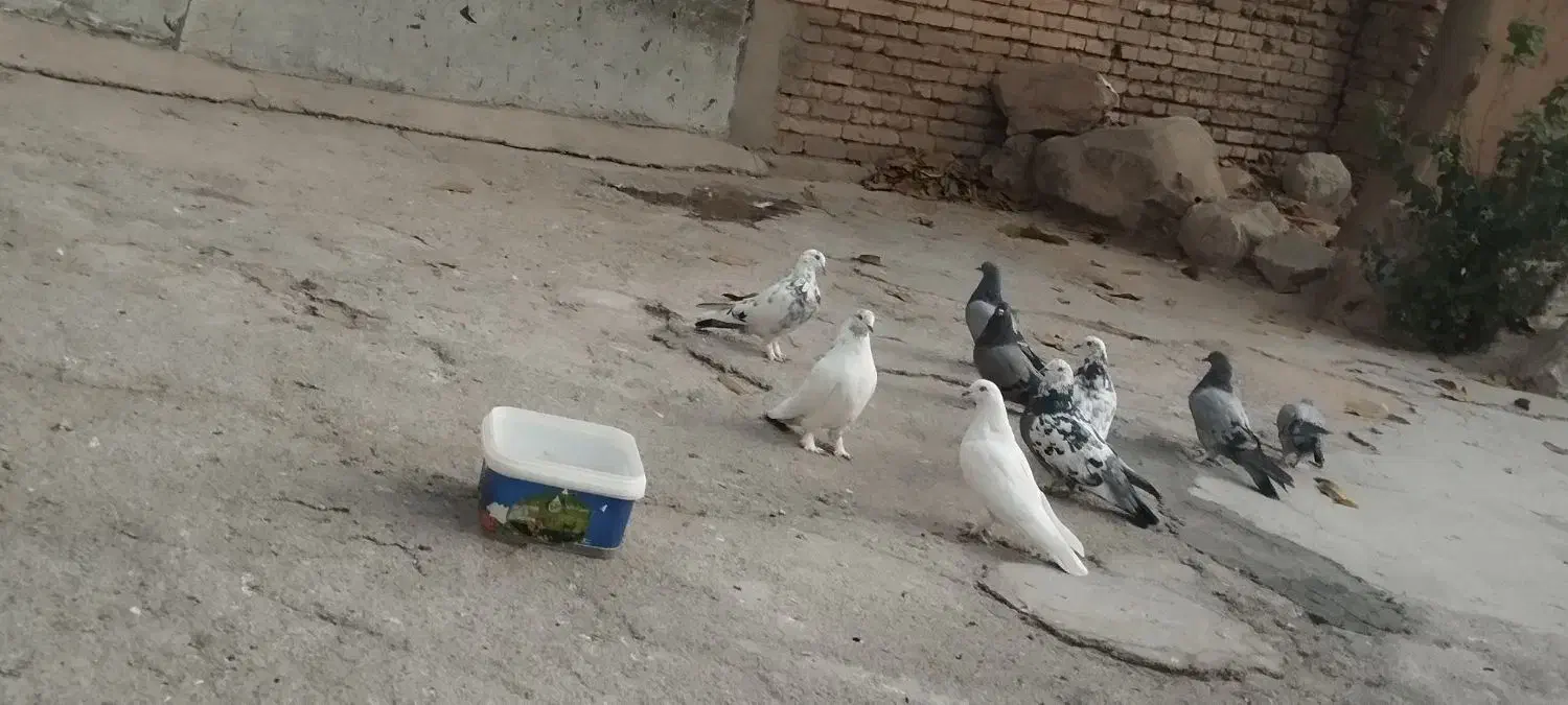 کبوتر|پرنده|فارسان, |دیوار