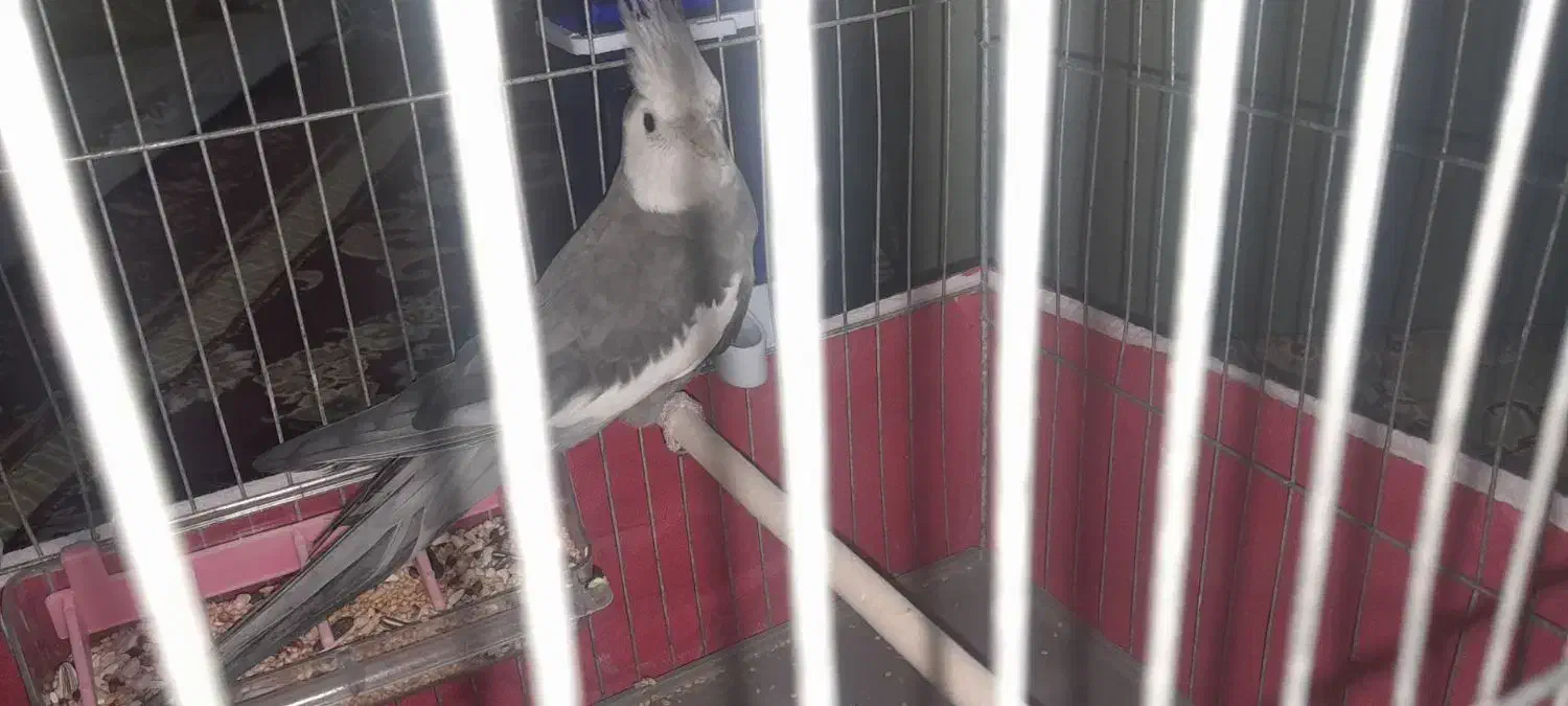 مرغ عروس|پرنده|کاشان, لتحر|دیوار