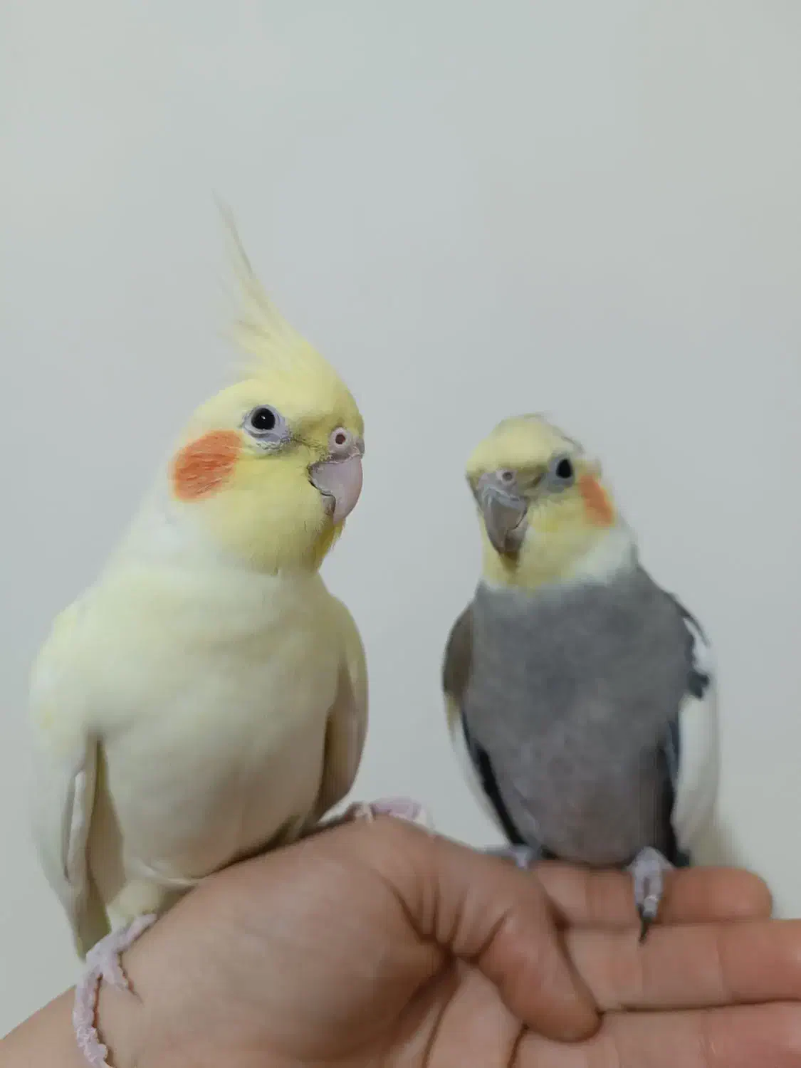 یک جفت عروس هلندی مولد و 2تا جوجه|پرنده|رباطکریم, رباطکریم|دیوار