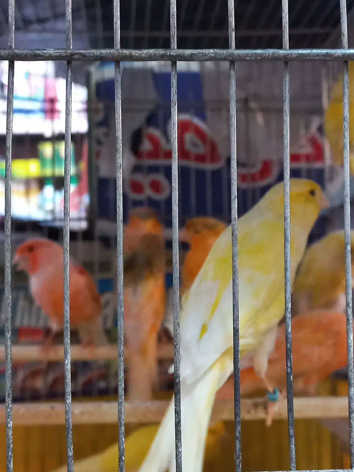 فروش ۸ عدد قناری نر سوپری تکی وتعداد|پرنده|نهاوند, |دیوار