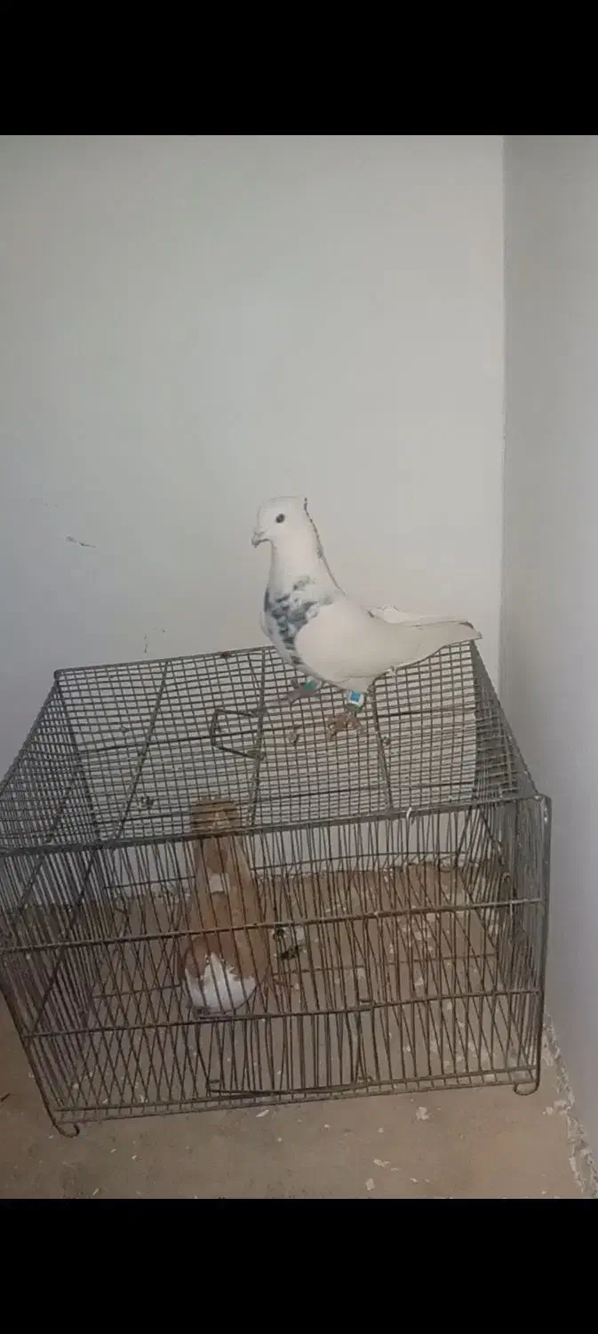 کبوتر دوتا نر|پرنده|بردسکن, |دیوار