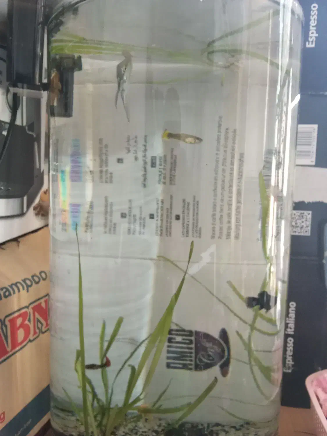 آکواریوم با ماهی|ماهی|شیراز, ریاستی|دیوار