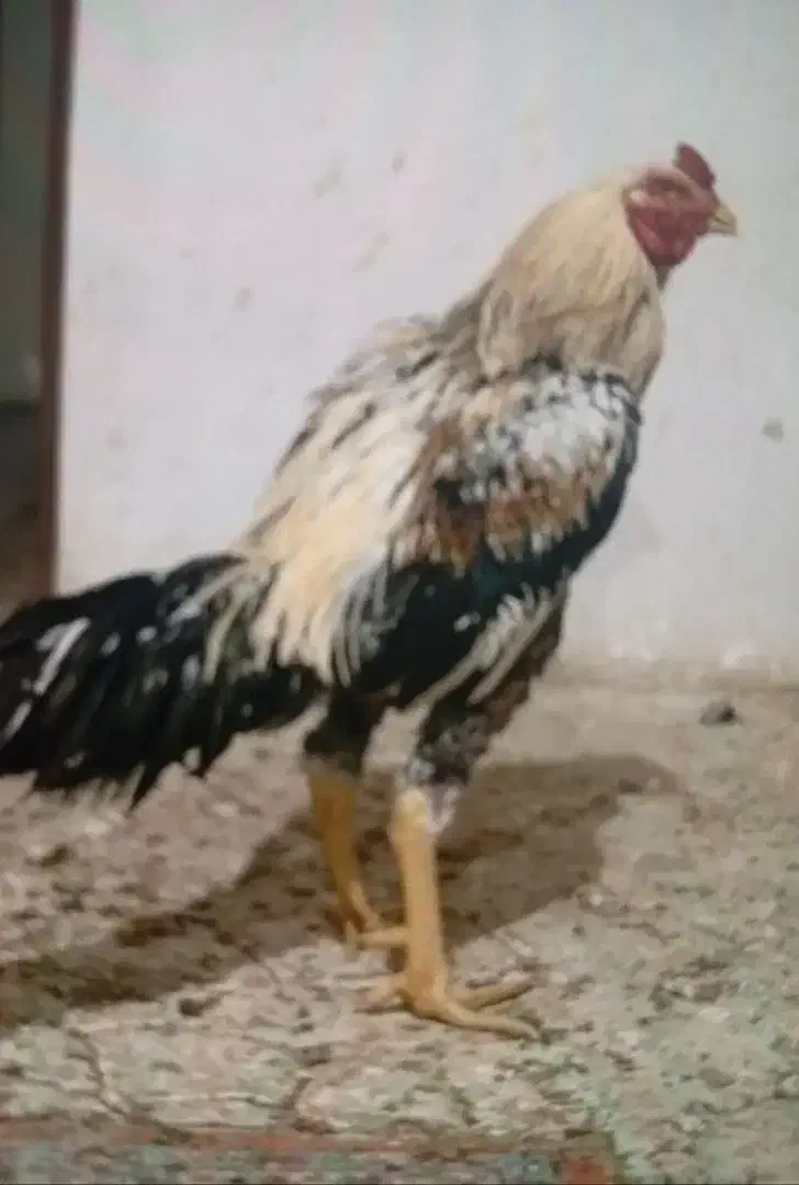 خروس|حیوانات مزرعه|نوشین شهر, |دیوار