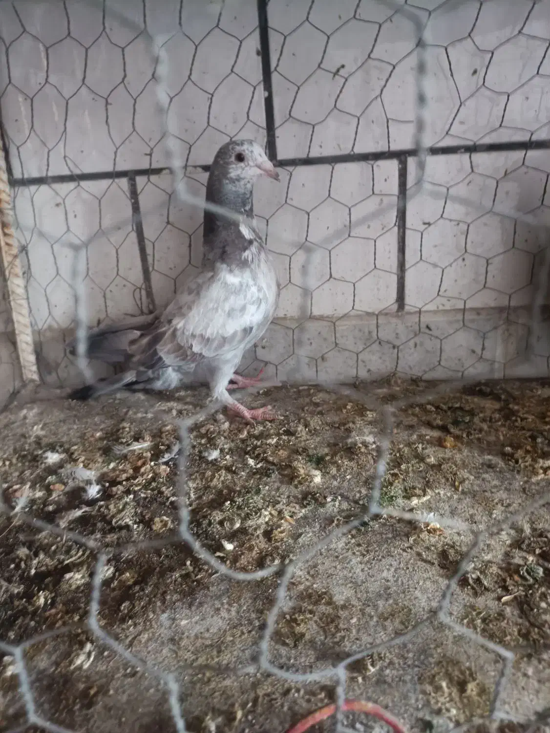 دوتا کفتر سبز جوجه دوتاش هم نر|پرنده|جهرم, |دیوار