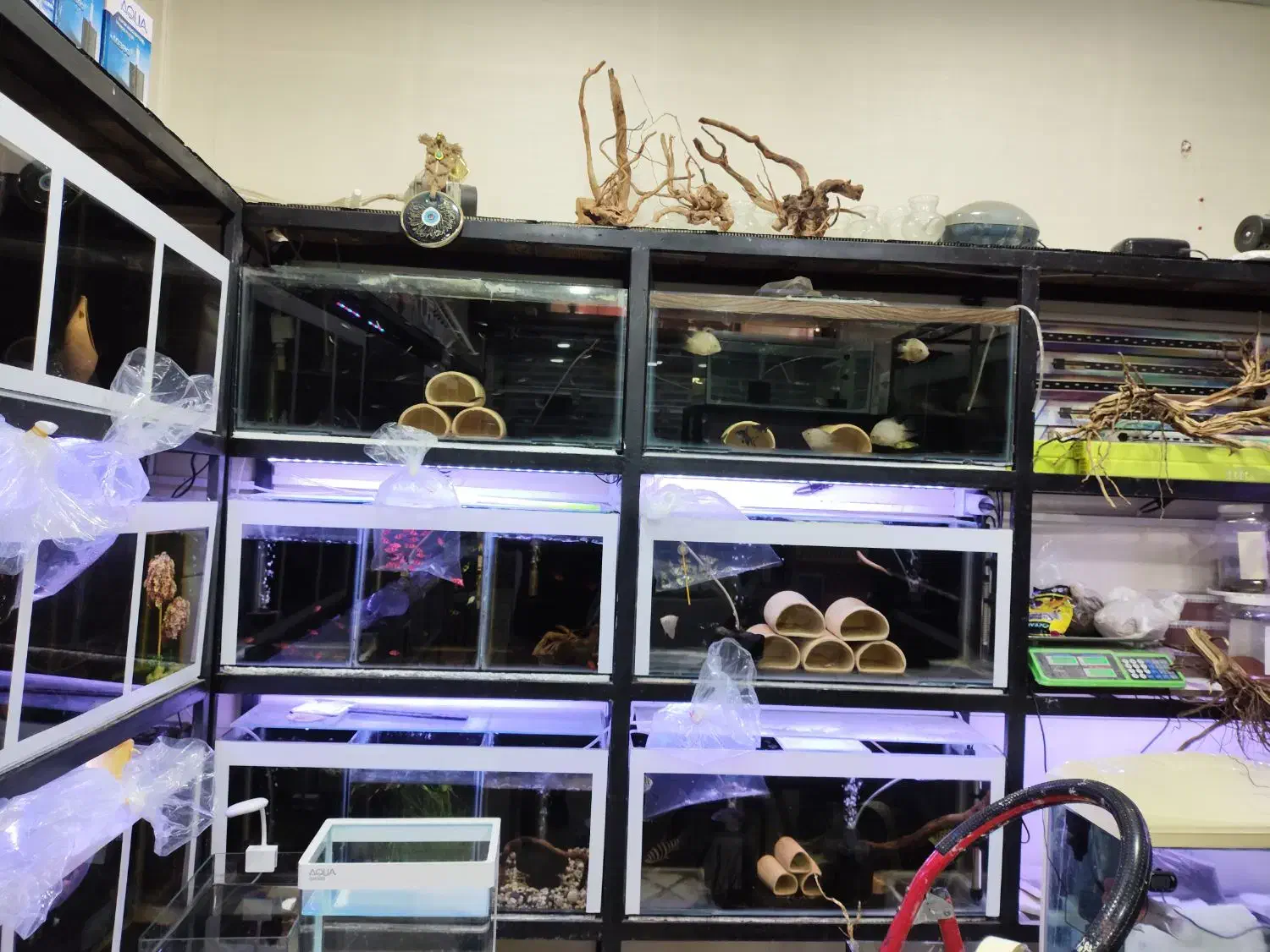 اکواریوم خلیج فارس|ماهی|زرند, |دیوار