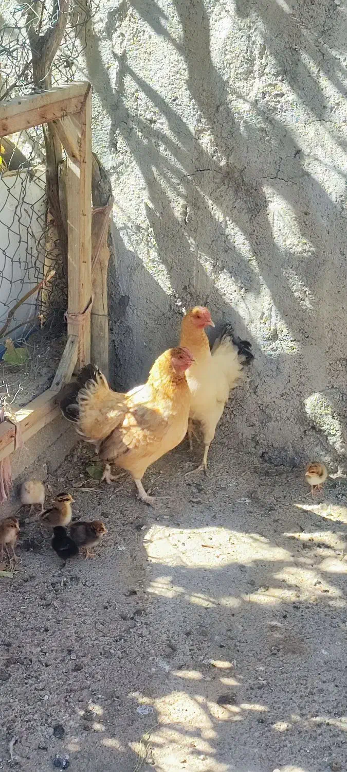 فروش مرغ و خروس و جوجه محلی|حیوانات مزرعه|ایوان, |دیوار