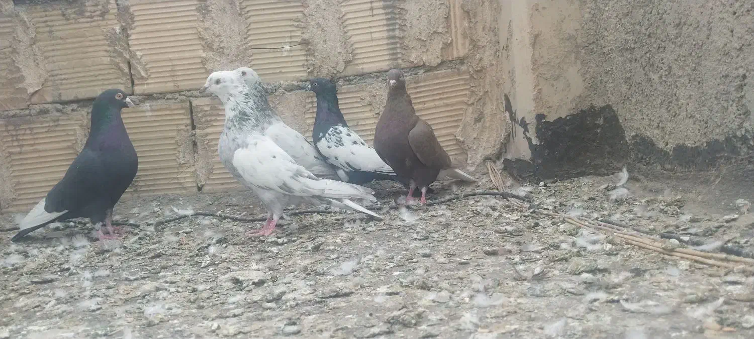 سرور دورگ دم سفید|پرنده|لنجان, |دیوار