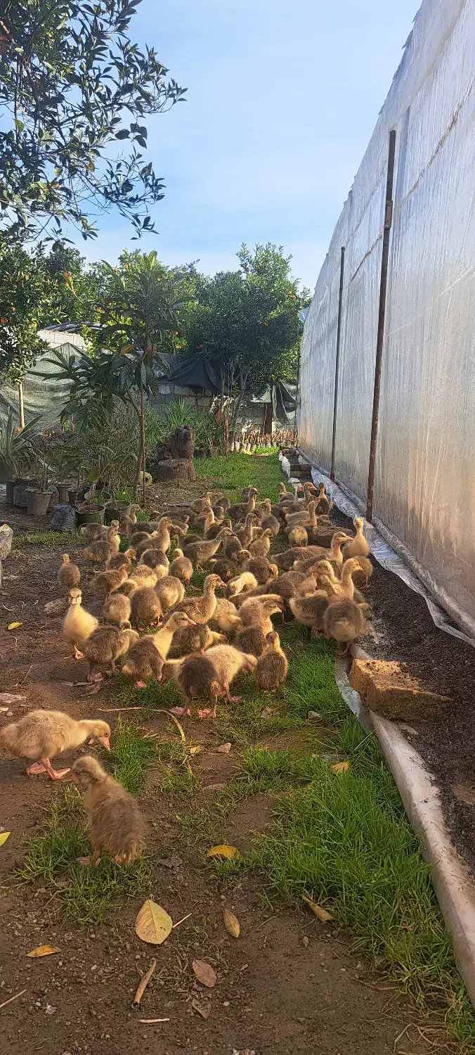 جوجه غاز درجه یک|حیوانات مزرعه|قائم‌شهر, |دیوار