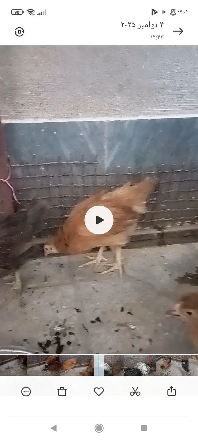 جوجه مرغ محلی نهبندان|حیوانات مزرعه|نهبندان, |دیوار