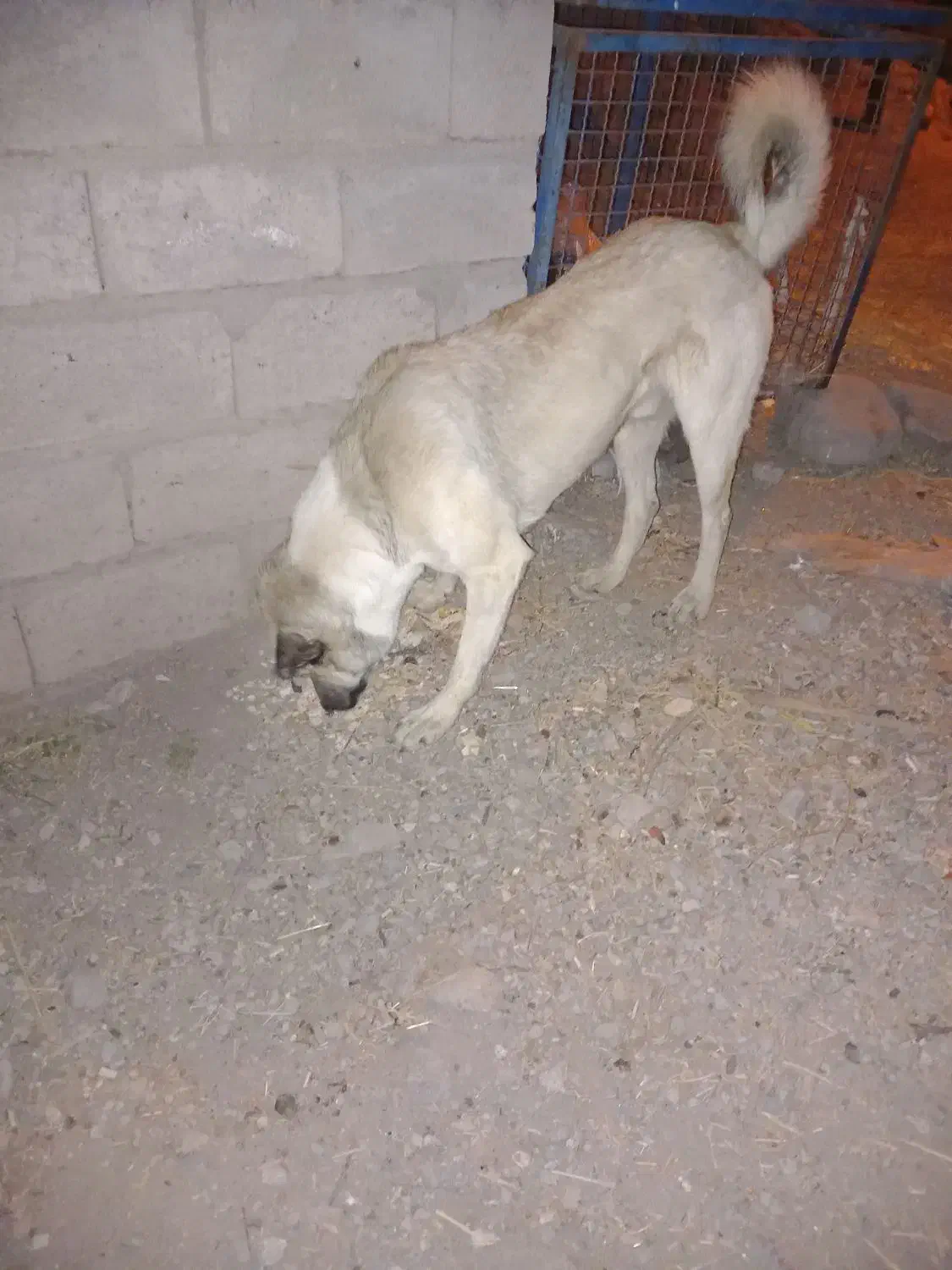 سگ در حیوانات|سگ|میانه, |دیوار