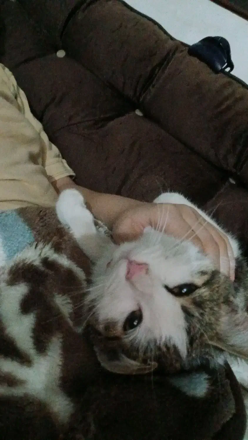 واگذاری گربه نر|گربه|شاهینشهر, فدک|دیوار