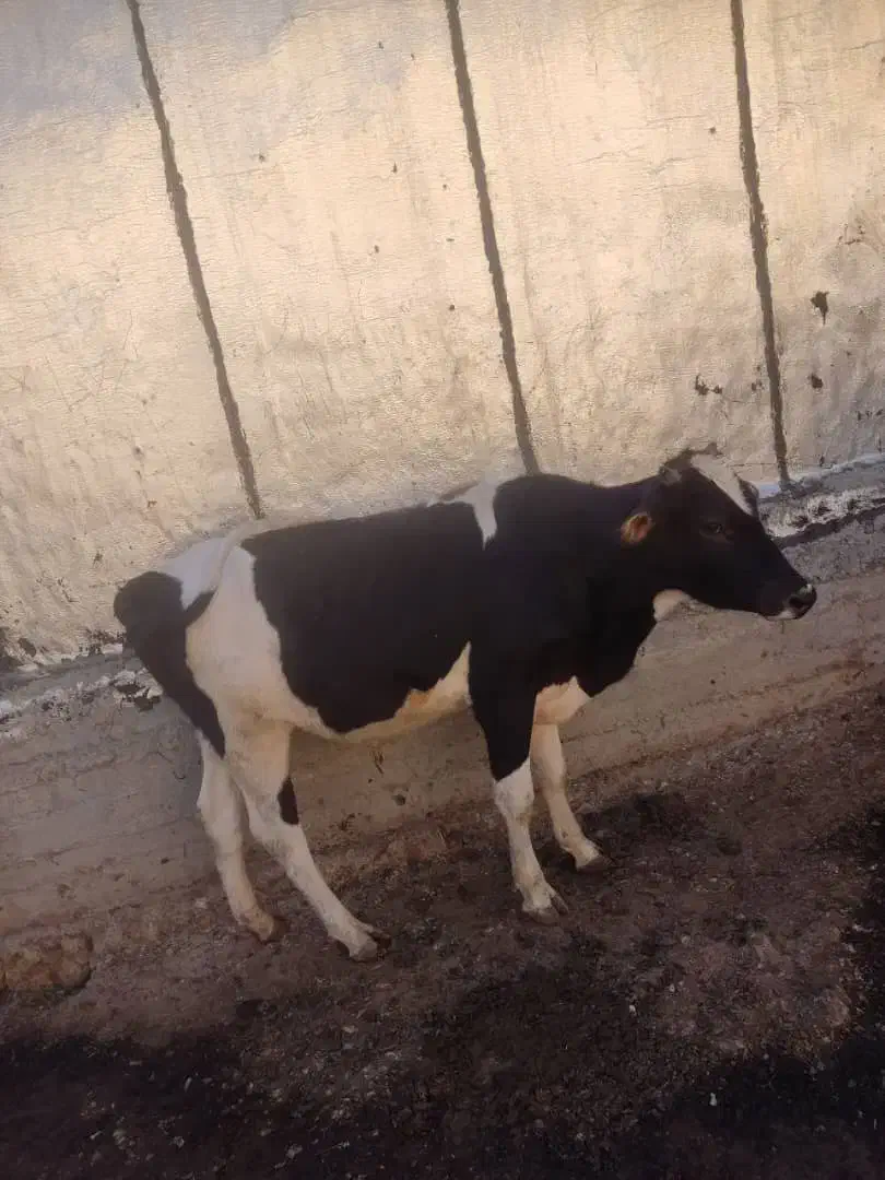 گاو نر محلی|حیوانات مزرعه|دالاهو, |دیوار