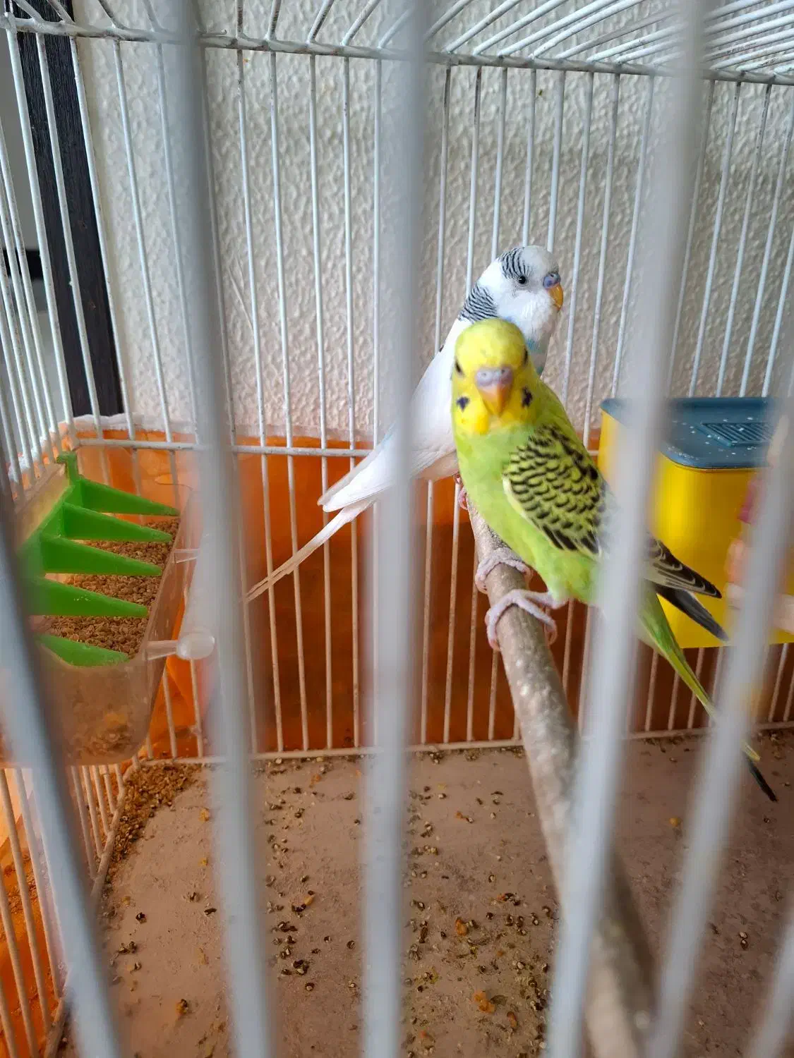 مرغ عشق پرنده|پرنده|شاهین‌شهر, عطار|دیوار